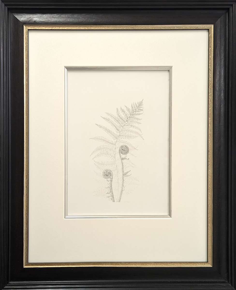 Fern iv by Louisa Crispin 