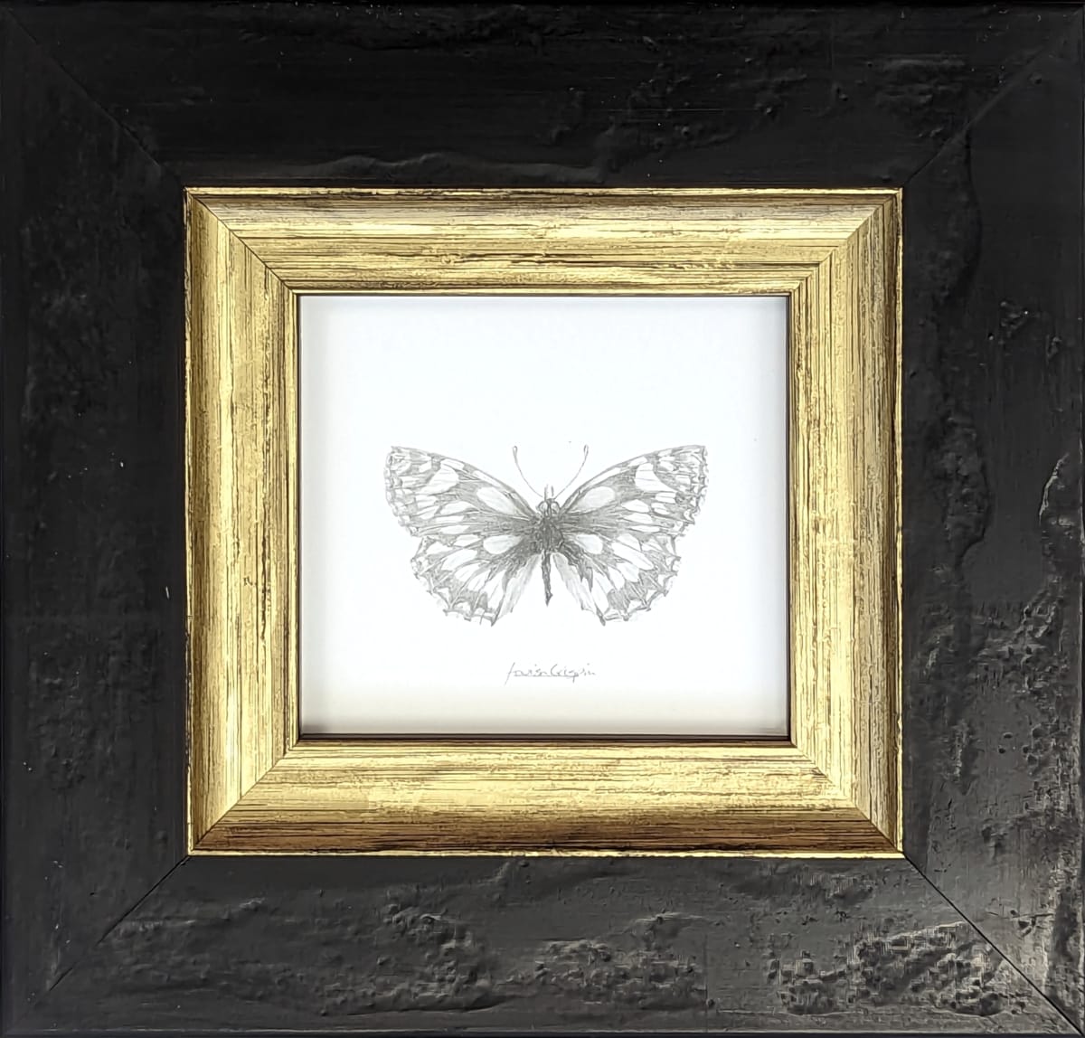 Marbled White MW001 by Louisa Crispin, Image 3.