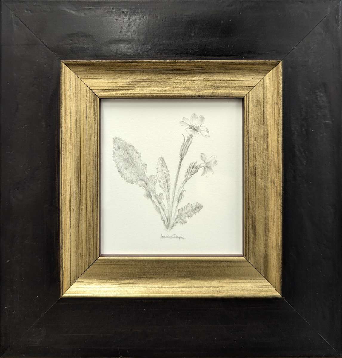 Primrose PR003 by Louisa Crispin 