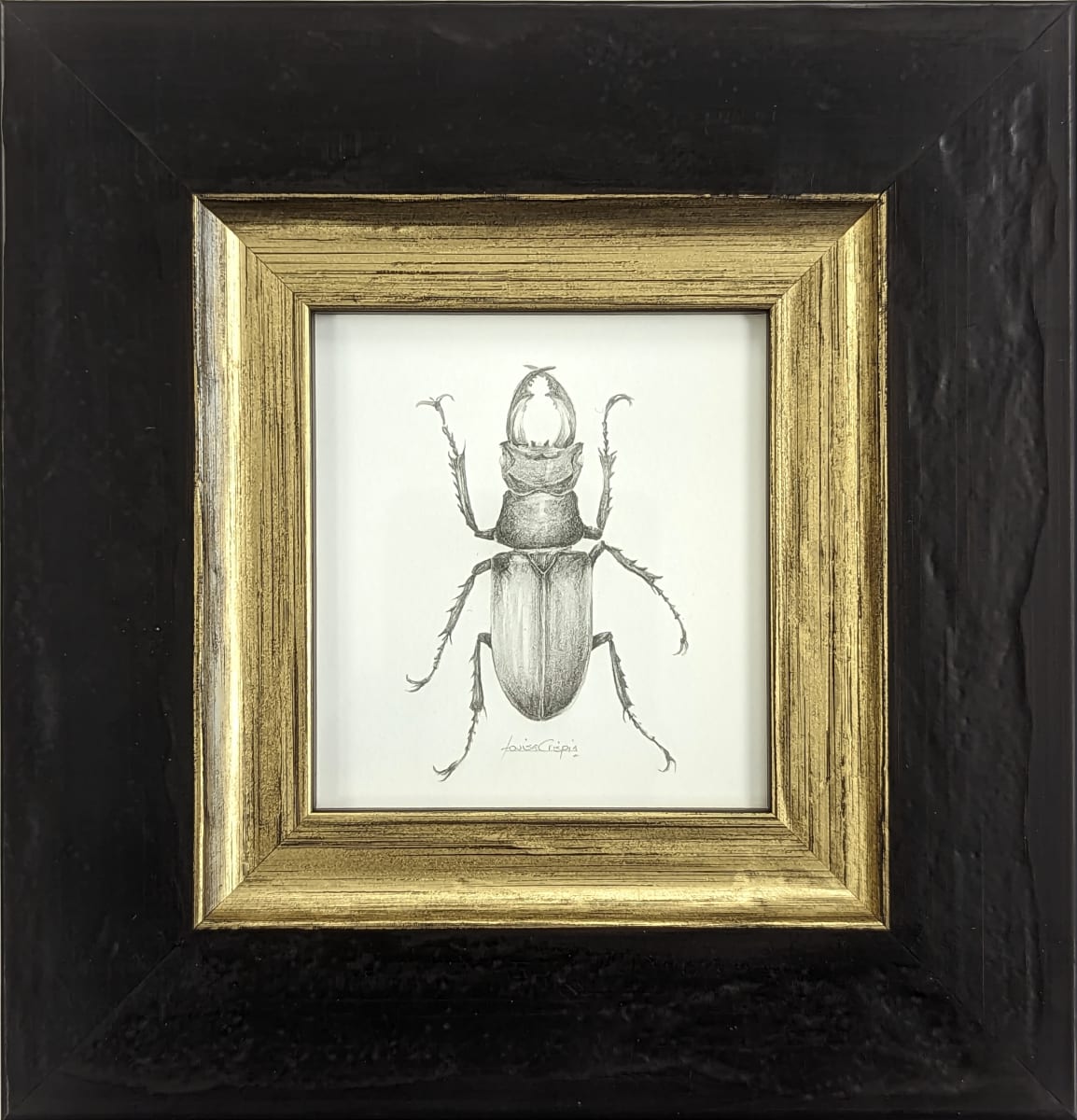 Stag Beetle SB001 by Louisa Crispin 