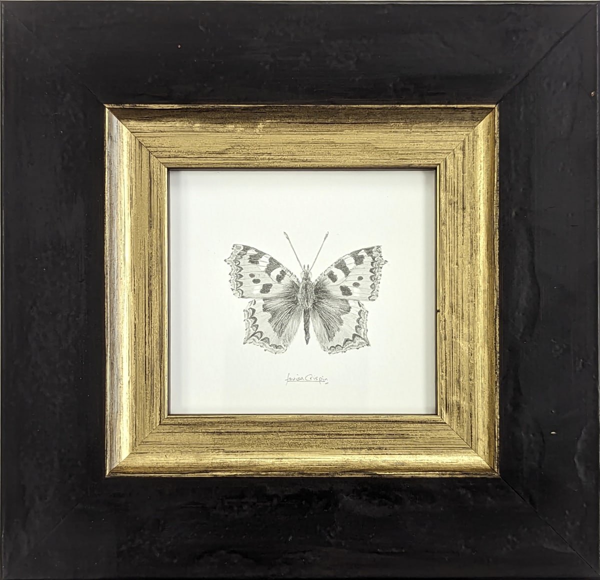 Small Tortoiseshell ST002 by Louisa Crispin, Image 3.