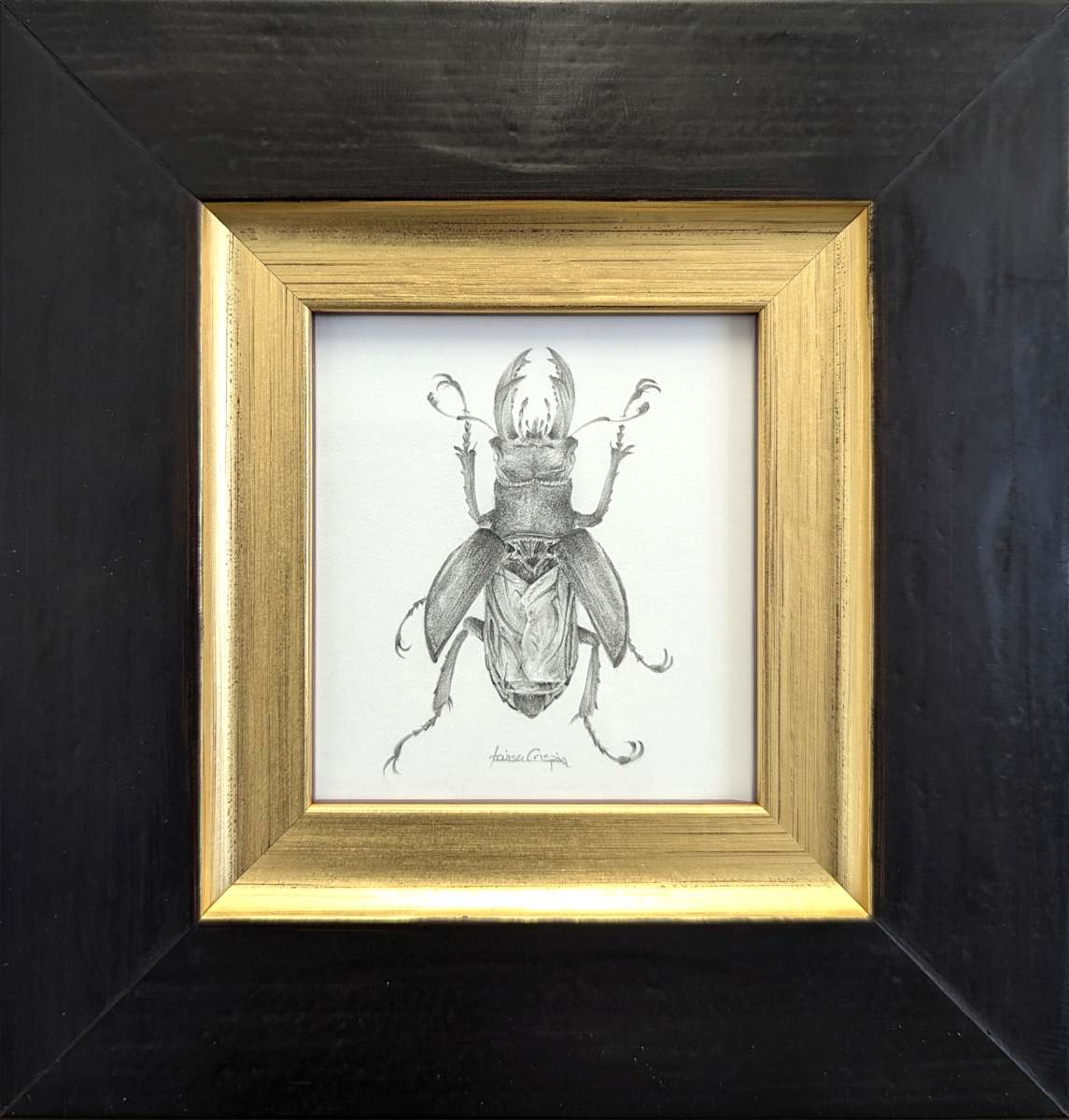 Stag Beetle SB016 by Louisa Crispin, Image 1.