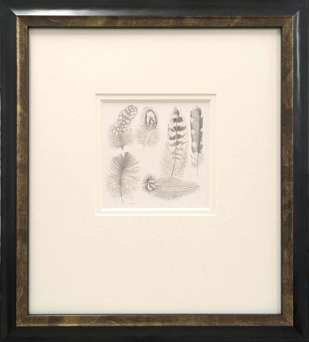 Study of a  Bird  001 ~ Feathers by Louisa Crispin, Image 2.