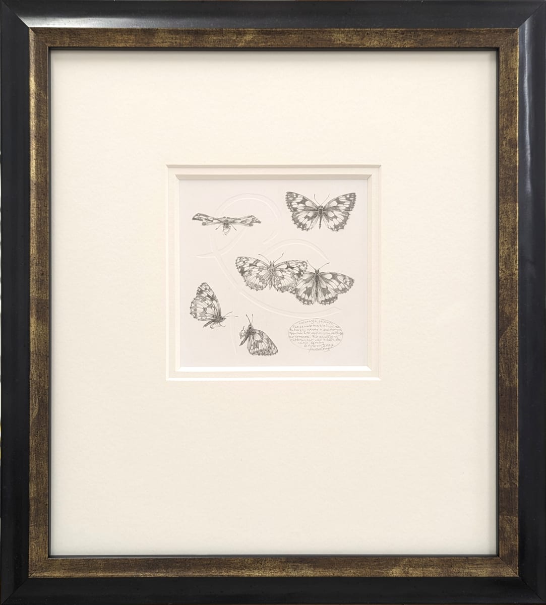 Study of a  Butterfly 007 ~ Marbled White by Louisa Crispin, Image 1.