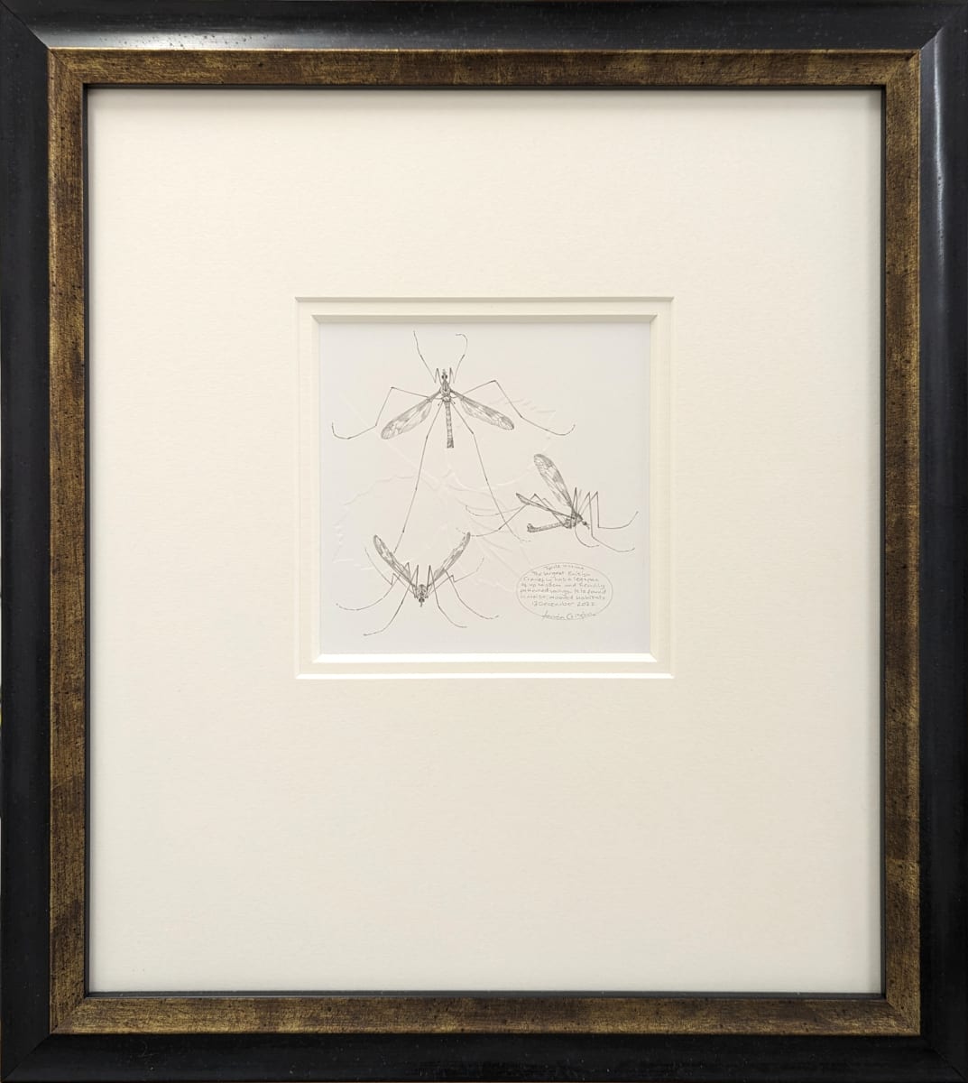 Study of a  Cranefly 001 ~ Tipula maxima by Louisa Crispin, Image 1.