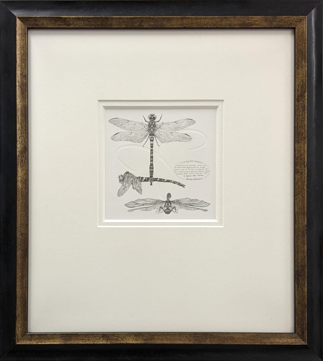 Study of a Dragonfly 001 ~ golden ringed by Louisa Crispin 