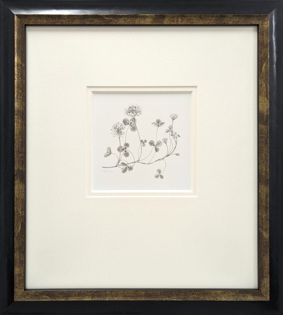Study of a Lawnflower 001 ~ White Clover by Louisa Crispin, Image 2.