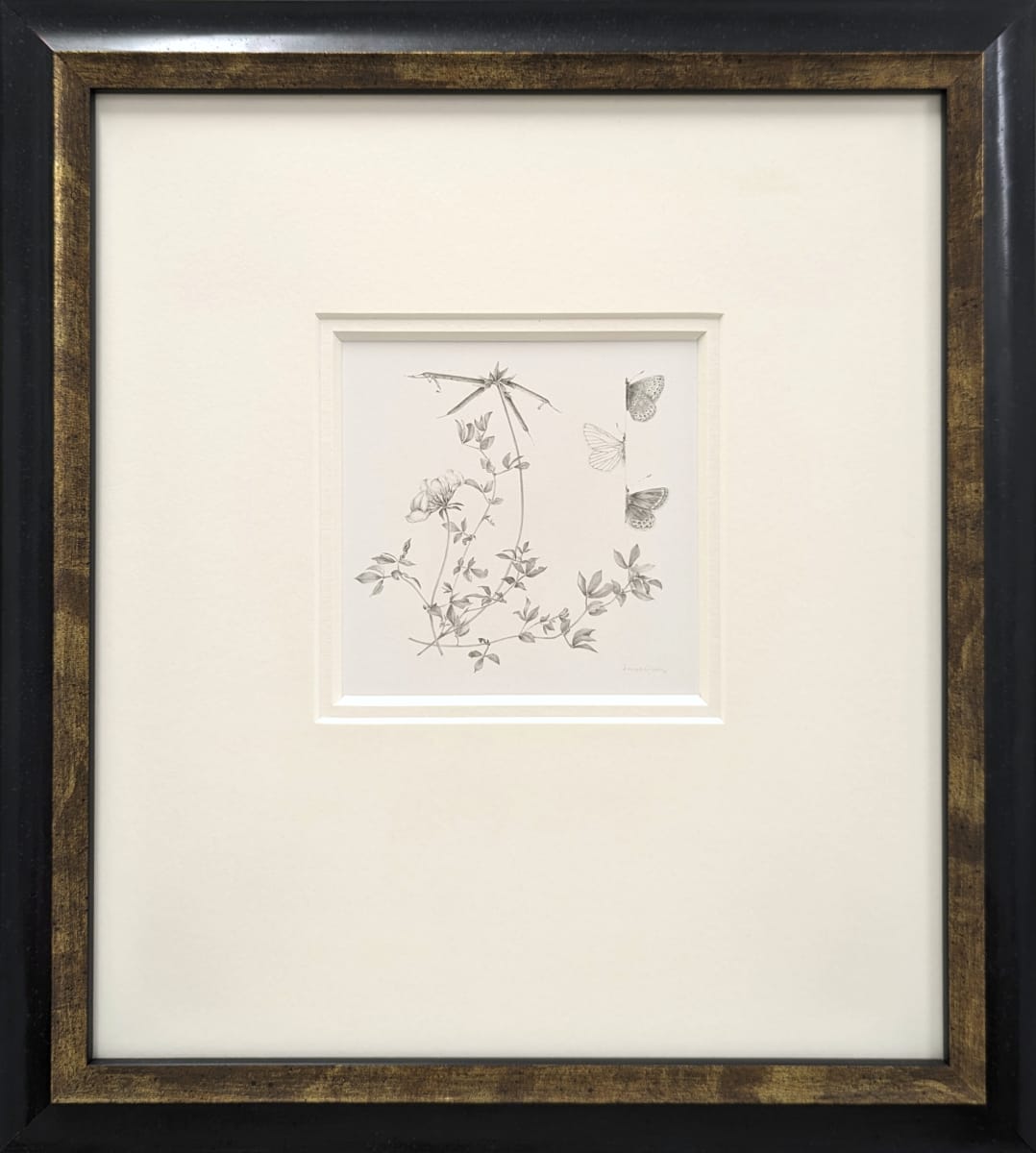 Study of a Lawnflower 002 ~ Bird's-foot Trefoil with Common Blue Butterfly by Louisa Crispin, Image 2.