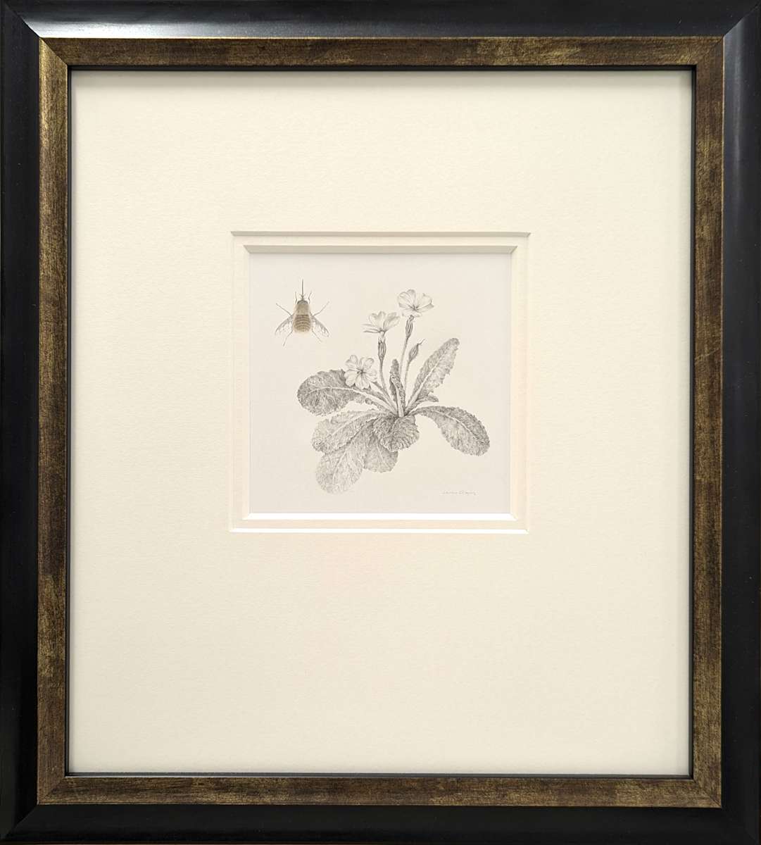 Study of a Lawnflower 003 ~ Primrose and Beefly by Louisa Crispin, Image 2.
