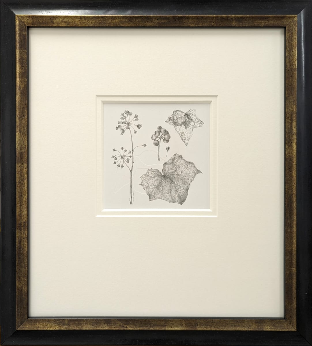 Study of a Seed 005 ~ Ivy by Louisa Crispin, Image 1.