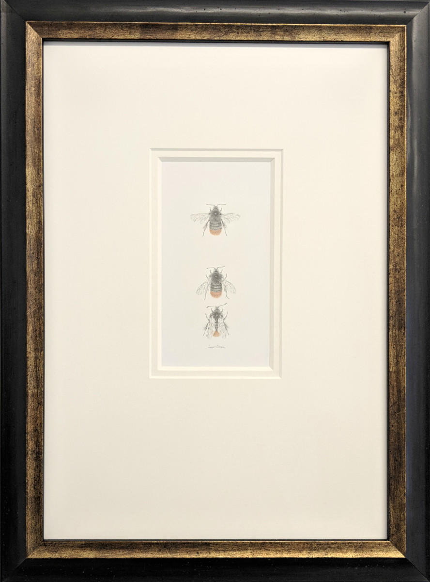 Red Tailed Bumble Bee 3.16 by Louisa Crispin 