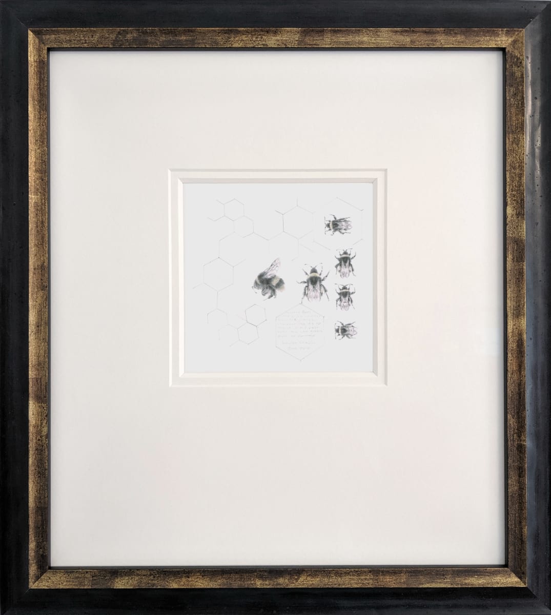 Study of a  BumbleBee 005, Image 1.