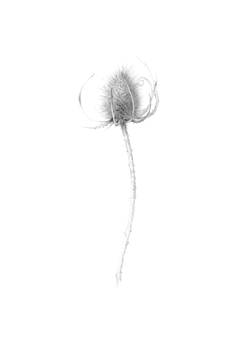 Teasel v by Louisa Crispin, Image 2.