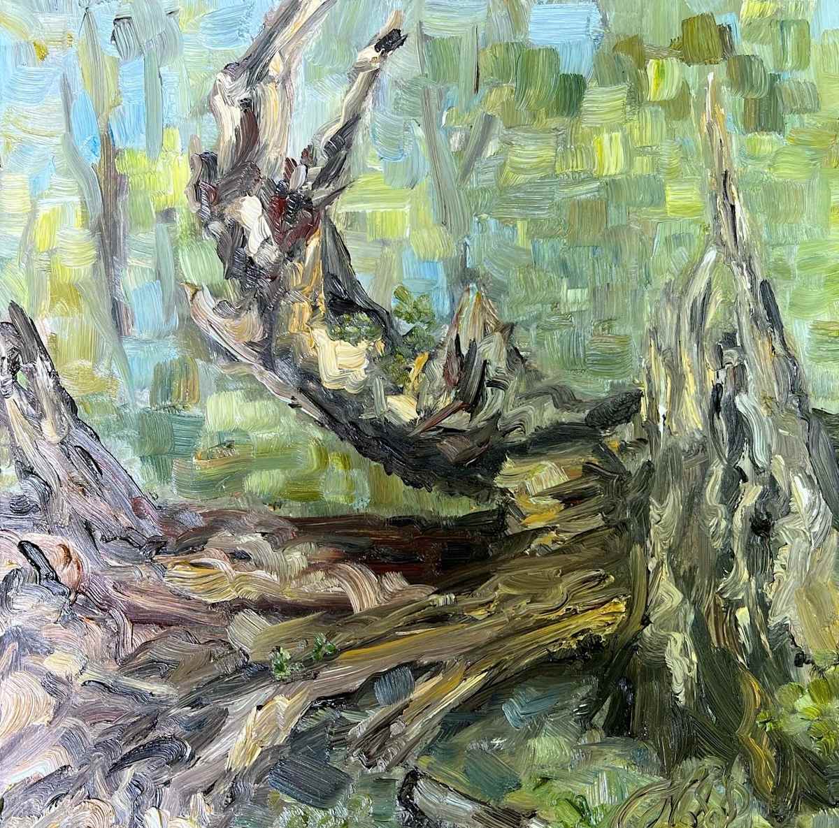 Old Exposed Roots by Nancy S Shippen 