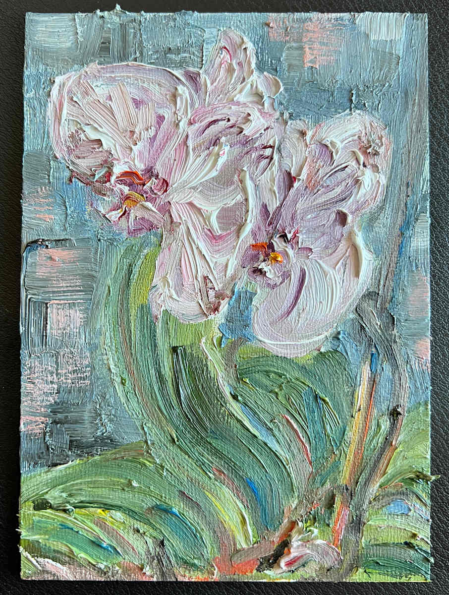 Orchid by Nancy S Shippen 