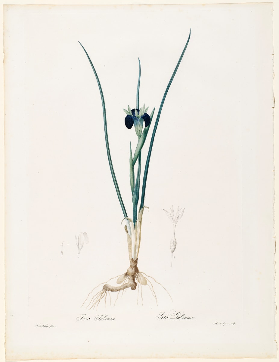 Iris Tuberosa, Iris Tubereuse by Pierre-Joseph Redouté 