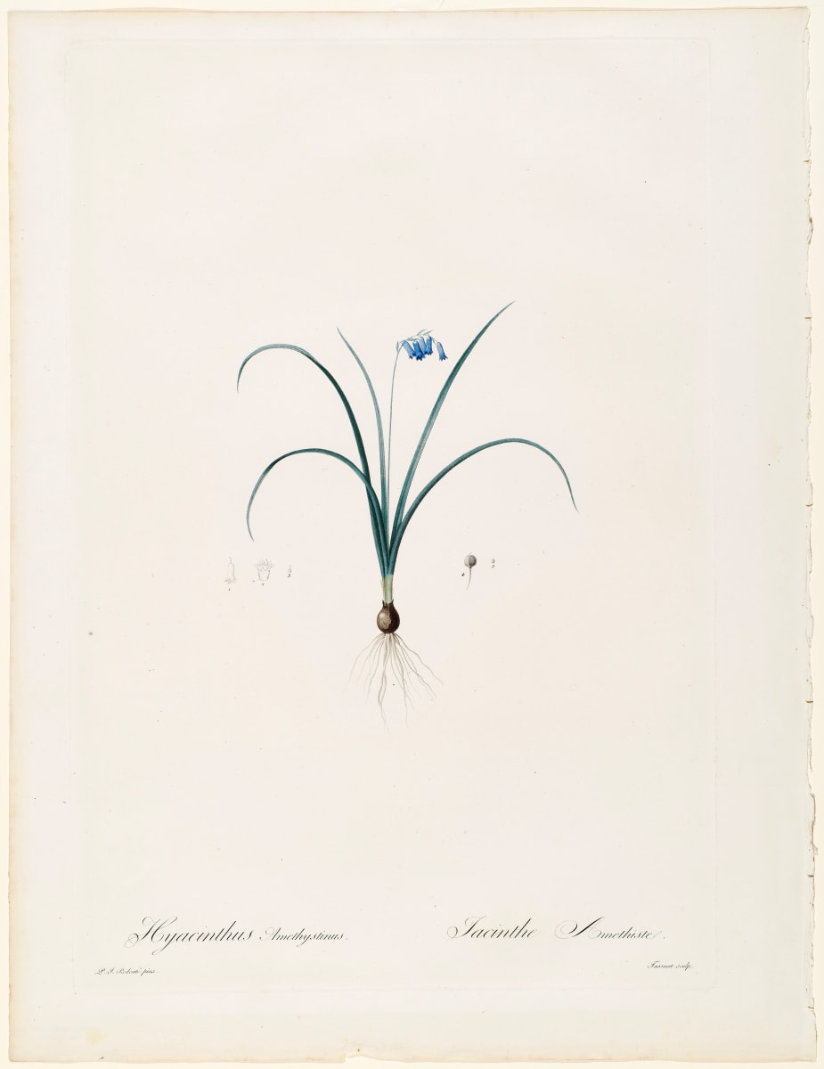Hyacinthus Amethystinus, Jacinthe Amethiste by Pierre-Joseph Redouté 