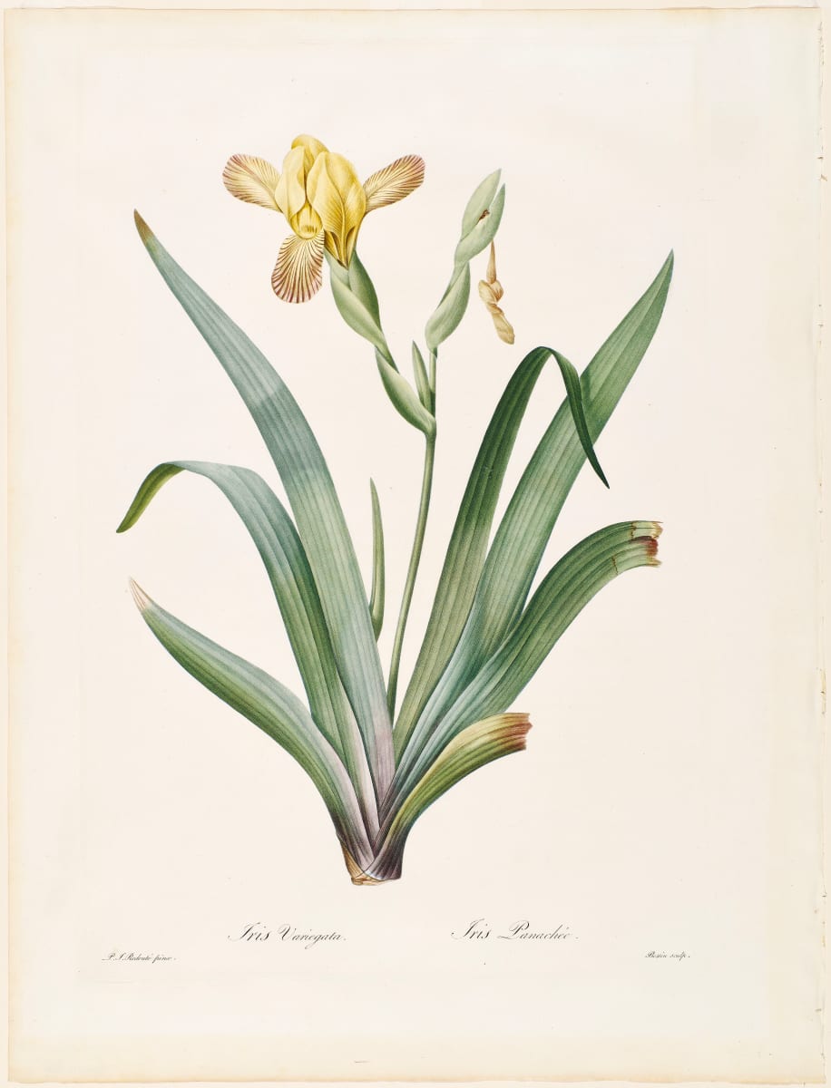 Iris Variegata; Iris Panachee by Pierre-Joseph Redouté 