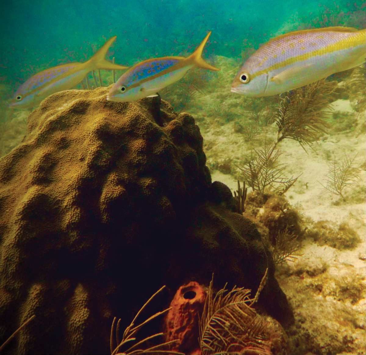 Three Fish Tacos by Kenneth Davis, Image 1.