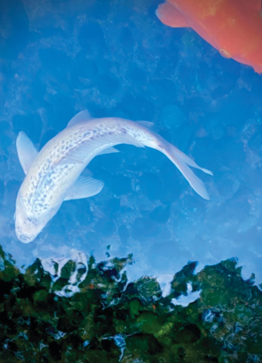 Oh Koi! by Kenneth Davis, Image 1.