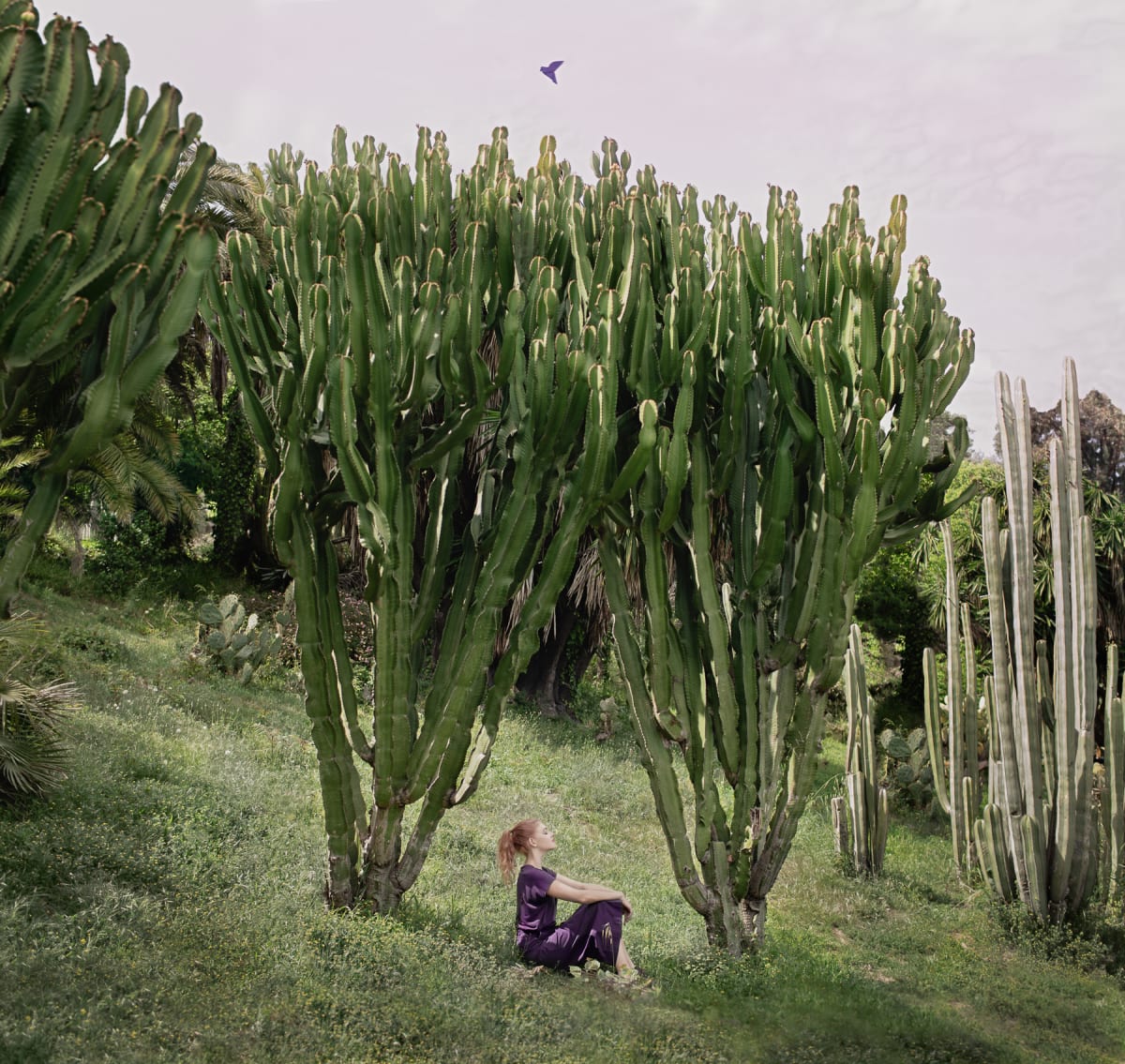 My Kind of Trees by Dasha Pears 