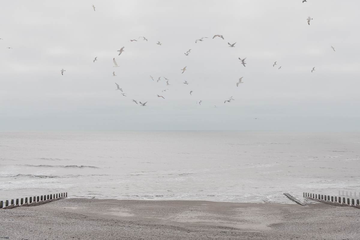 Go by Dasha Pears  Image: Sometimes the universe speaks—but never in words we expect. The flocks gather for a second, sending messages that may or may not exist. Look up —and for a heartbeat, it feels like it was meant for you. Maybe it’s a sign. Maybe it’s just birds. Either way, your mind completes the sentence—and that’s where the magic begins.