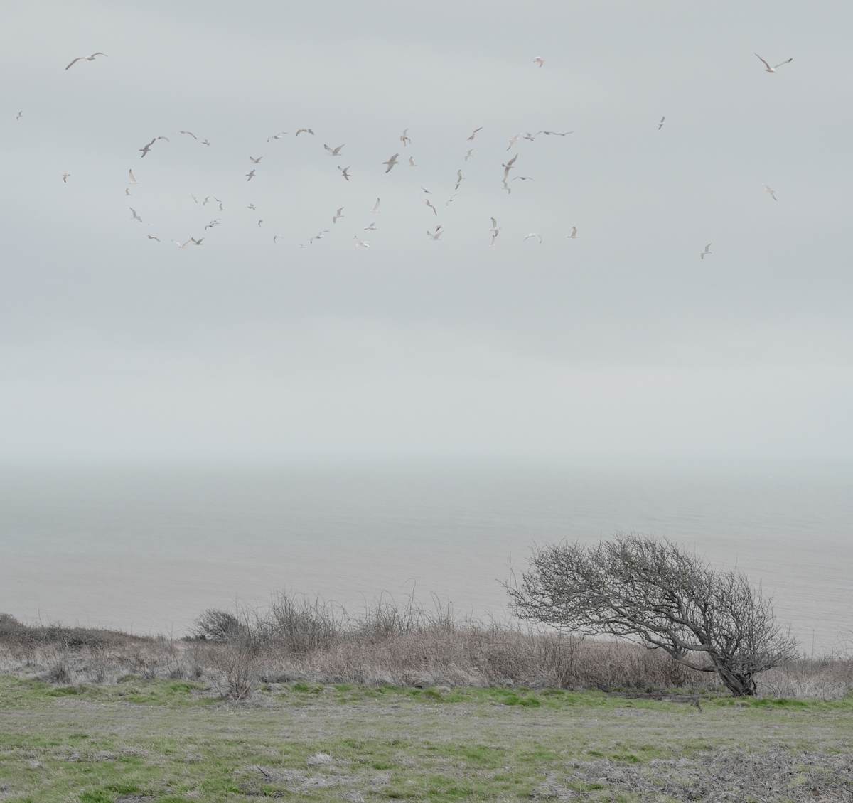 Gone by Dasha Pears  Image: Sometimes the universe speaks—but never in words we expect. The flocks gather for a second, sending messages that may or may not exist. Look up —and for a heartbeat, it feels like it was meant for you. Maybe it’s a sign. Maybe it’s just birds. Either way, your mind completes the sentence—and that’s where the magic begins.