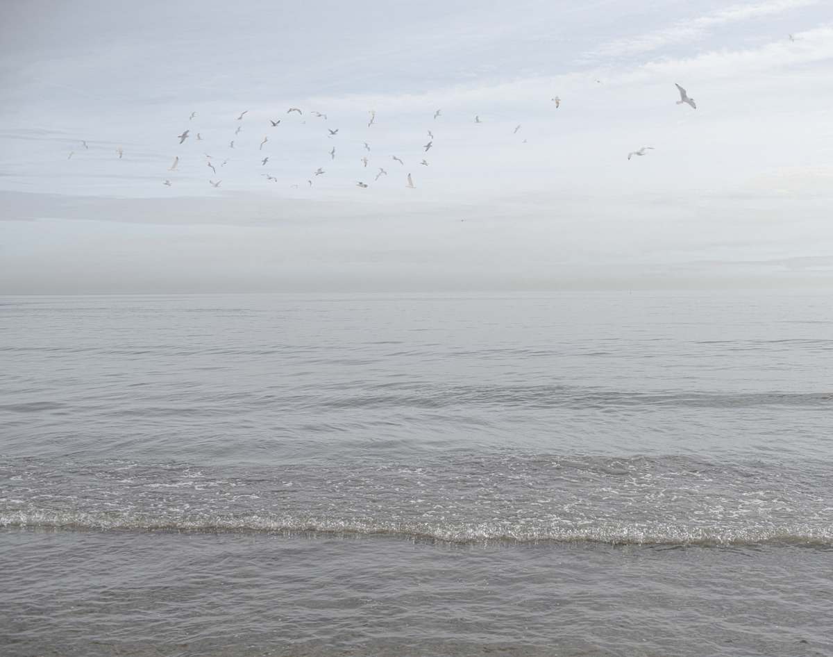 Now by Dasha Pears  Image: Sometimes the universe speaks—but never in words we expect. The flocks gather for a second, sending messages that may or may not exist. Look up —and for a heartbeat, it feels like it was meant for you. Maybe it’s a sign. Maybe it’s just birds. Either way, your mind completes the sentence—and that’s where the magic begins.