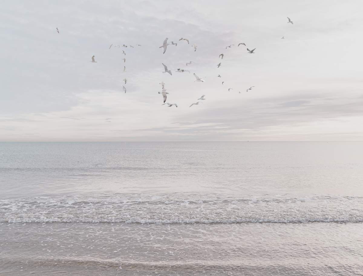 To be Continued by Dasha Pears  Image: Sometimes the universe speaks—but never in words we expect. The flocks gather for a second, sending messages that may or may not exist. Look up —and for a heartbeat, it feels like it was meant for you. Maybe it’s a sign. Maybe it’s just birds. Either way, your mind completes the sentence—and that’s where the magic begins.