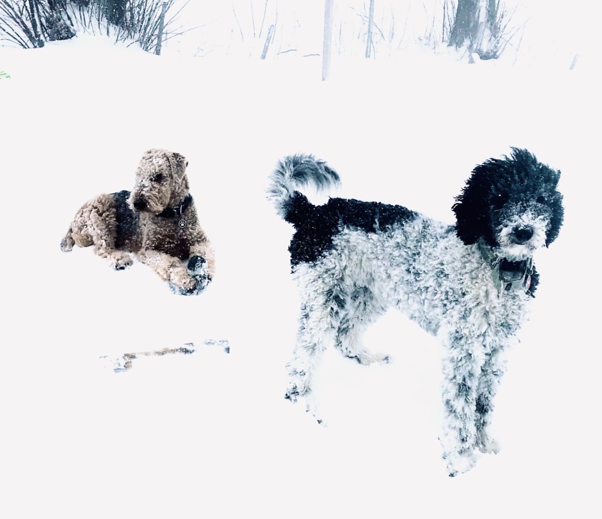 Bill & Mia II  Image: January 9, 2019