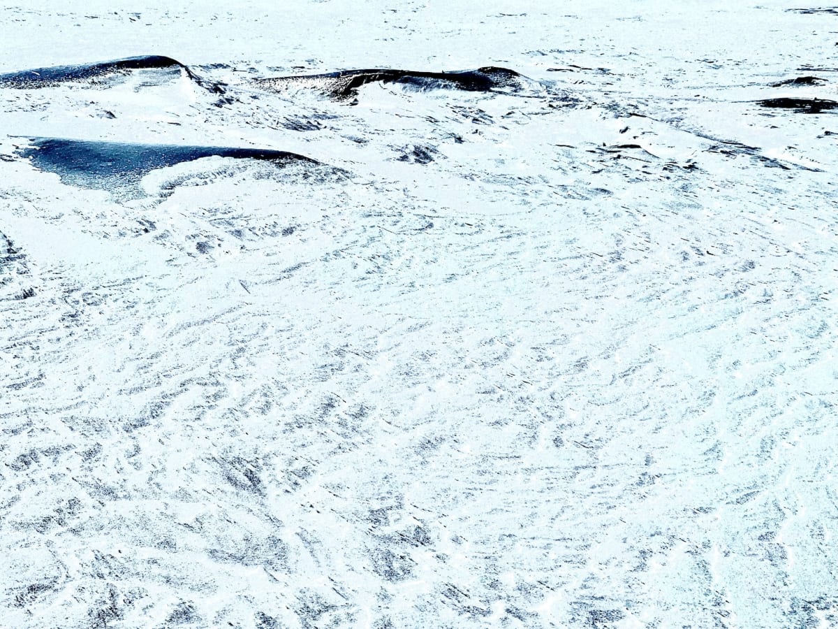 Whales, Image 1.