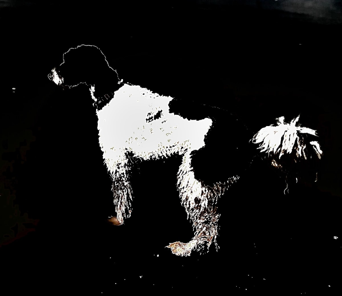 Mia  Image: March 26, 2020