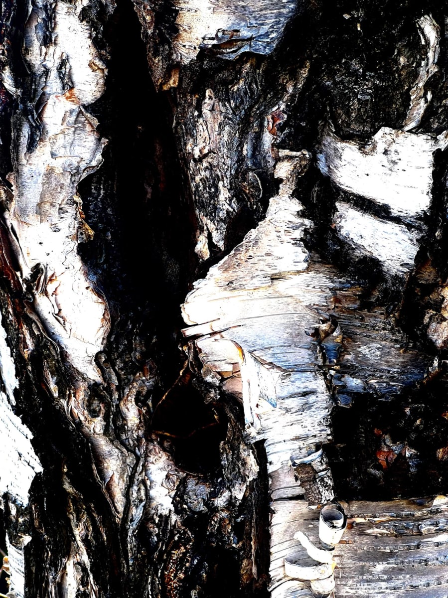 Birch Bark II  Image: May 2, 2022