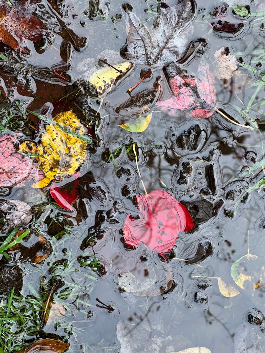 Cycle de vie  Image: Oct 18, 2022