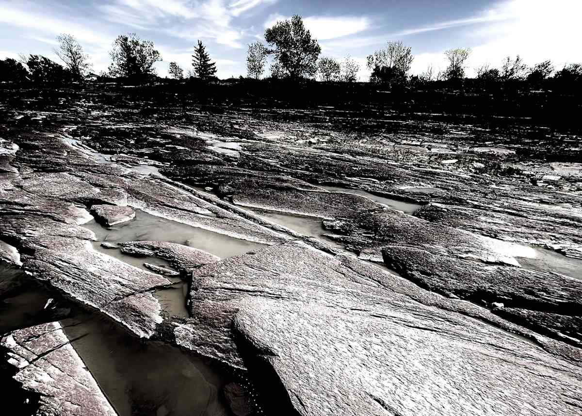 ROOTS, Racines, Image 1.