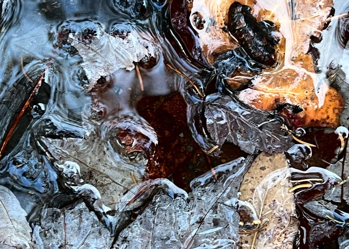 Hippocampes  Image: Oct 18, 2022