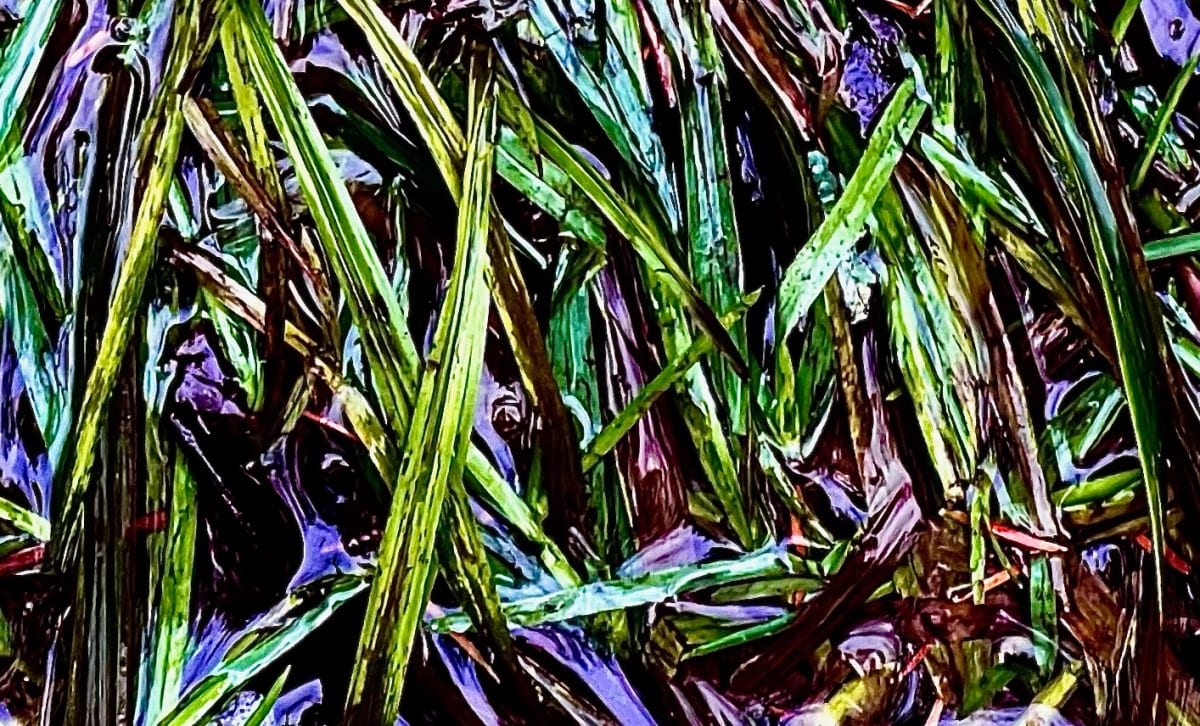Jungle laurentienne, no 5. by GAGNE  Image: Dec. 7, 2022
