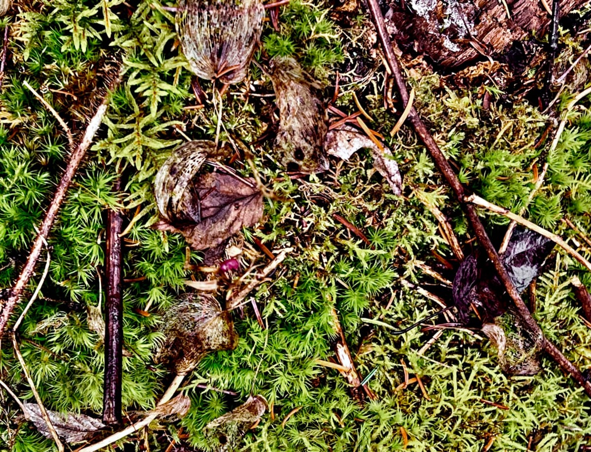 Jungle laurentienne, no 3 by GAGNE  Image: Dec. 7, 2022