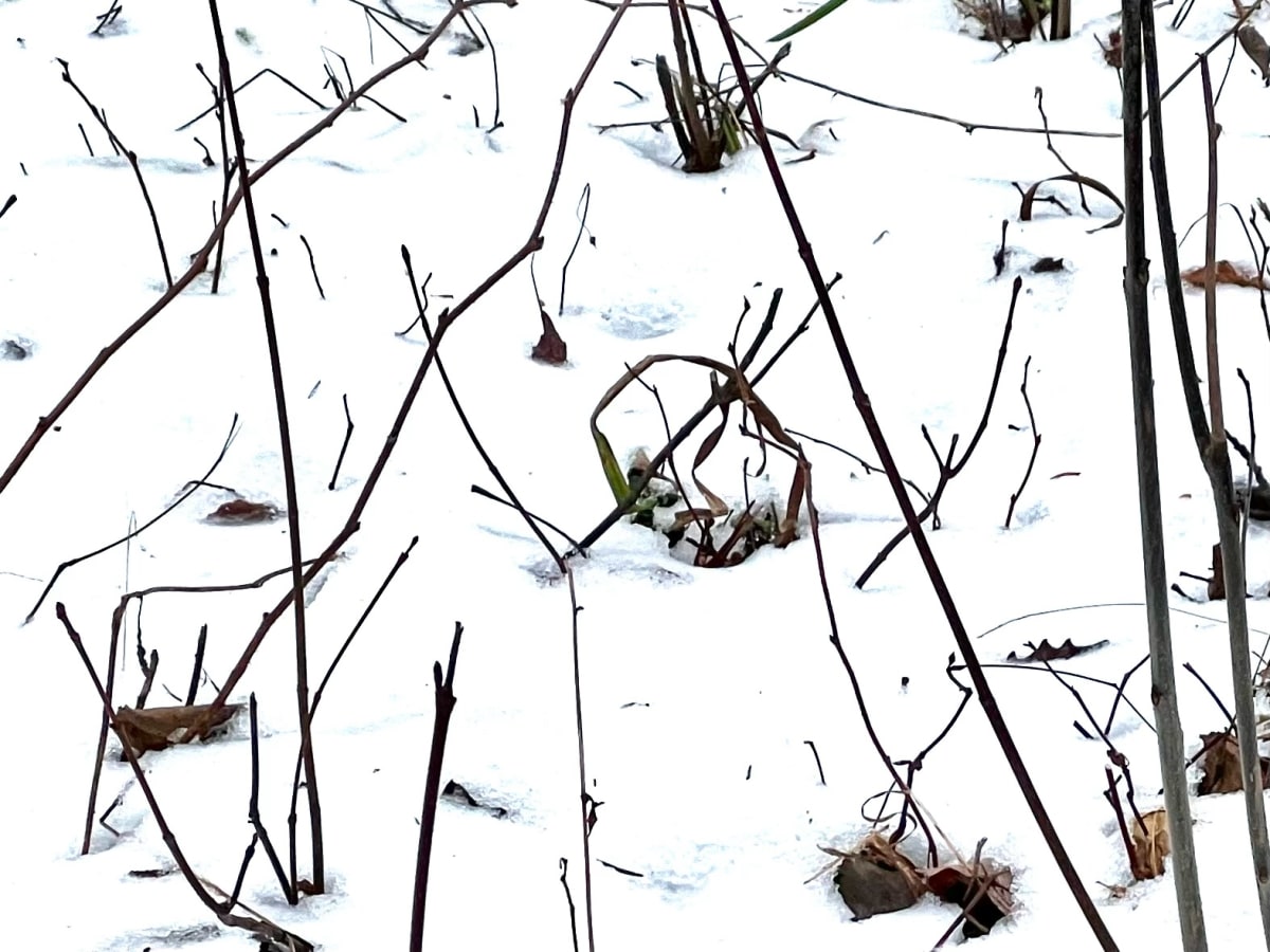 Forest Minimalism no. 2 by GAGNE  Image: Dec. 14, 2022