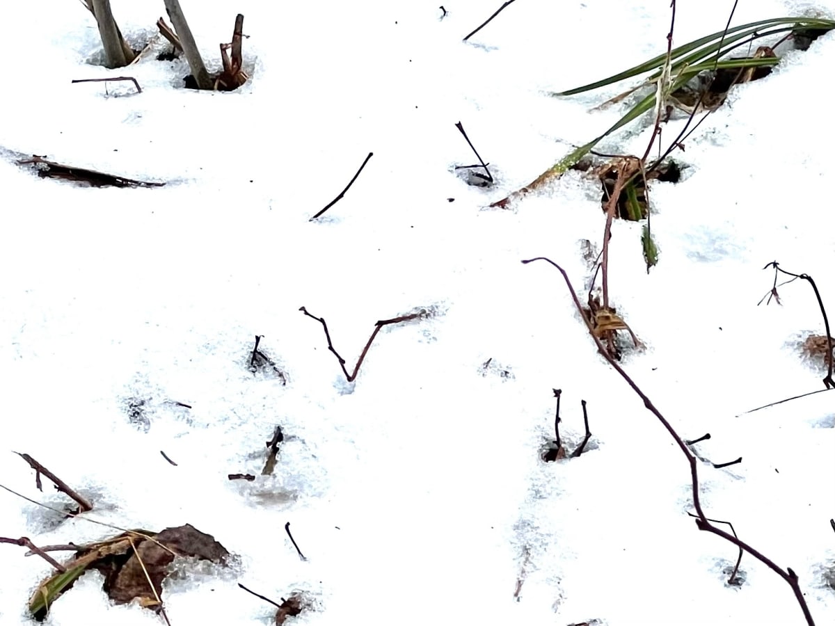 Forest Minimalism no. 5 by GAGNE  Image: Dec. 14, 2022