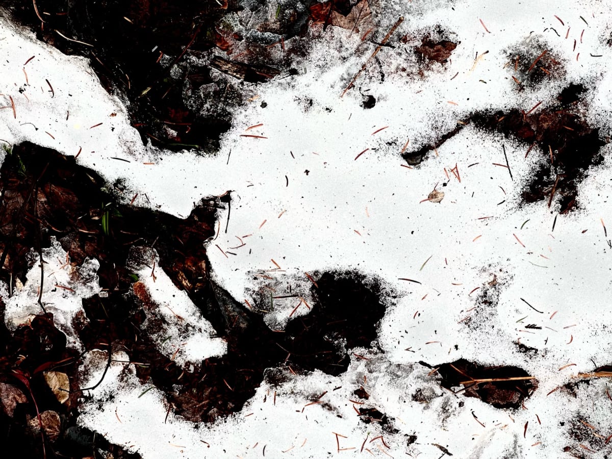 Forest Minimalism no. 8 by GAGNE  Image: Dec. 7, 2022