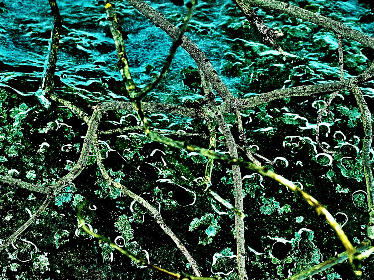 GREEN/Verde/Vert  Image: March 7, 2022