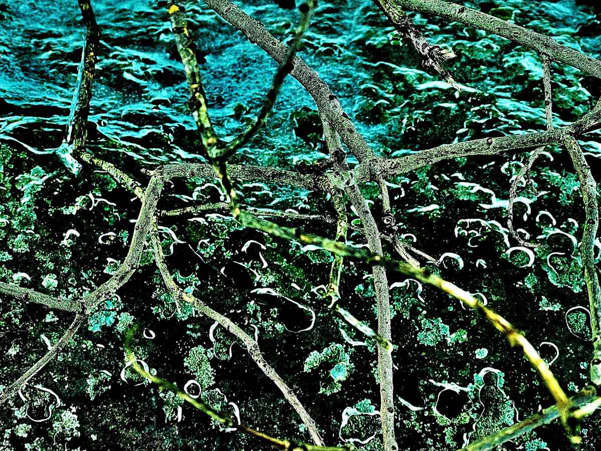 GREEN/Verde/Vert, Image 1.