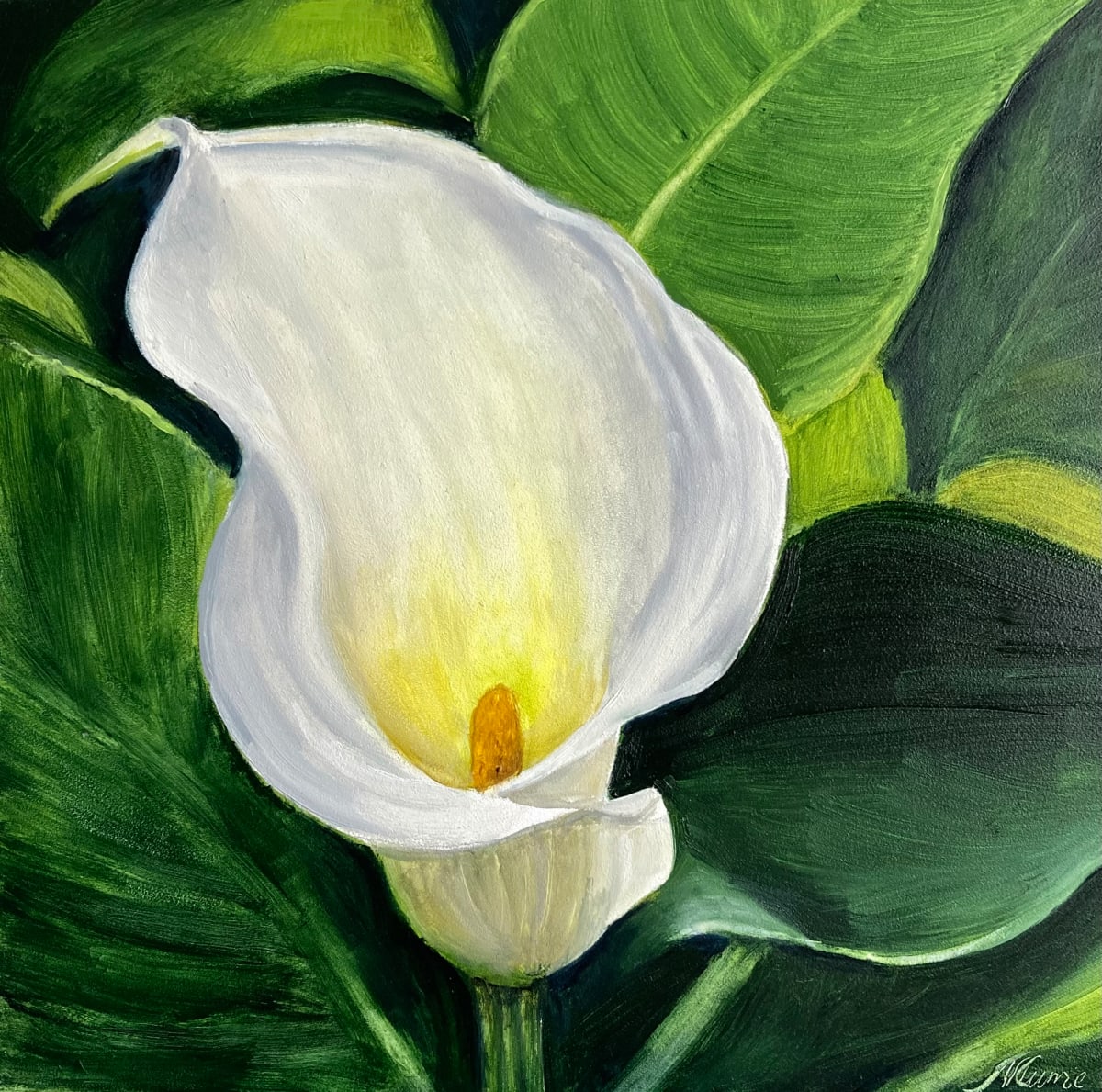 White Calla Lily by Nicola Currie  Image: Oil painting on gesso board
Framed in a white wood tray frame
For sale