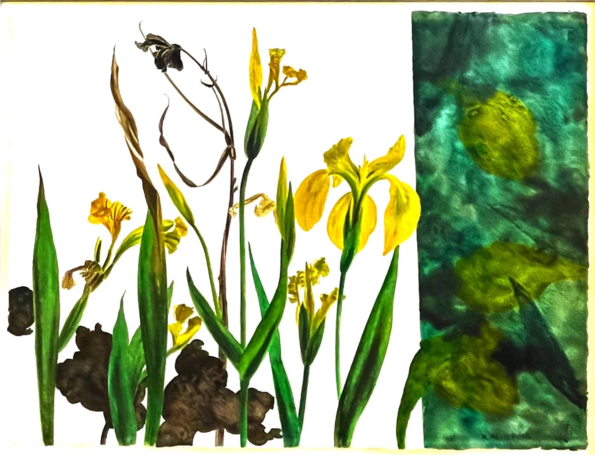 WATER IRISES by Keith Achepohl  Image: Water Irises