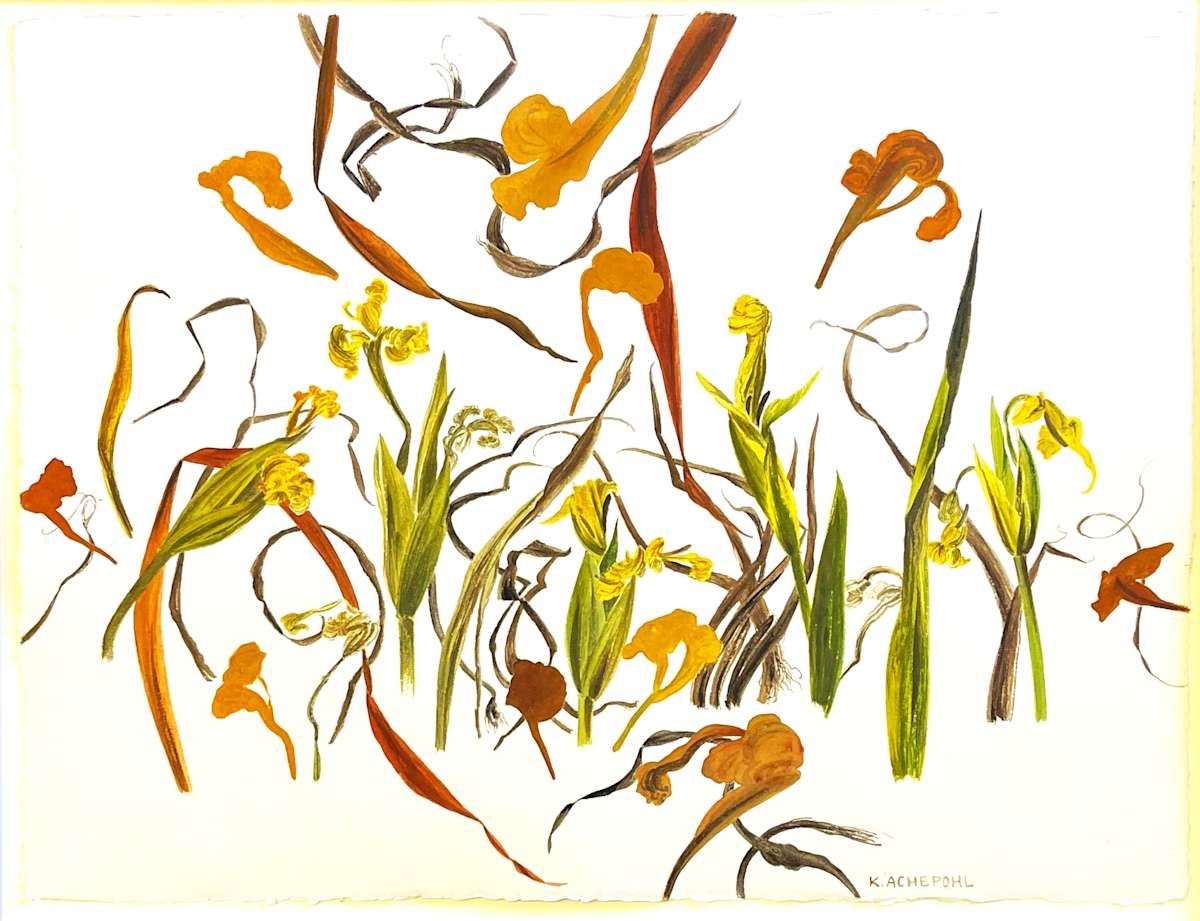 WATER IRISES by Keith Achepohl  Image: Water Irises