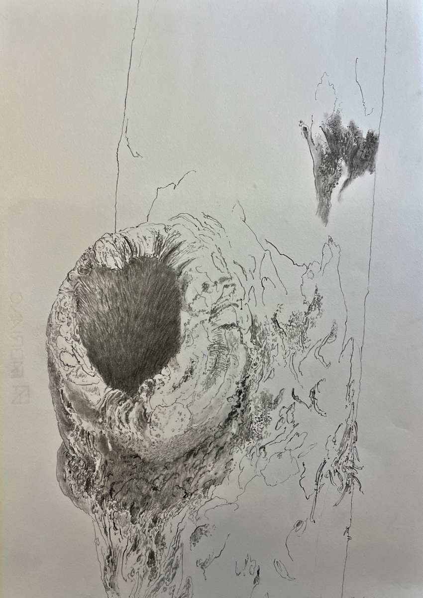 TREE MAPS by Keith Achepohl  Image: Tree Maps