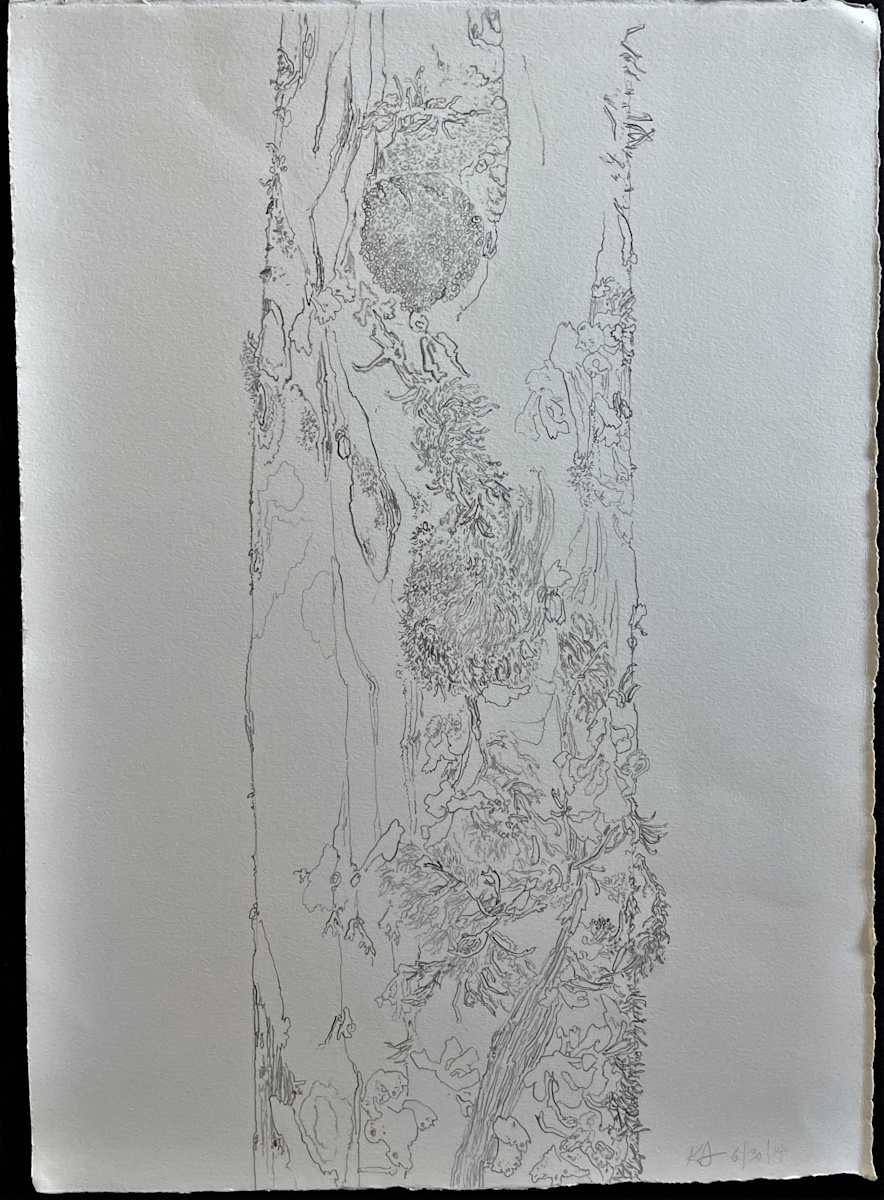 TREE MAPS by Keith Achepohl Trust  Image: Tree Maps; graphite on paper