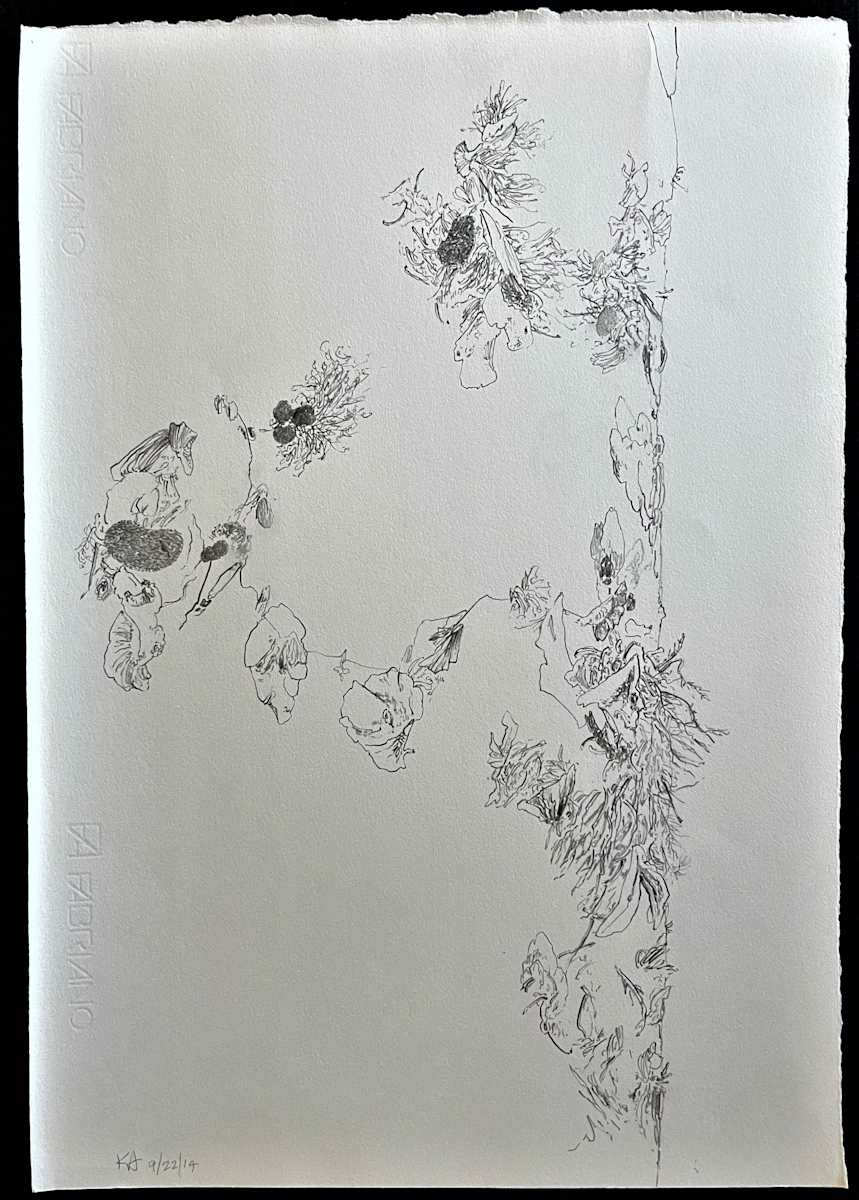 TREE MAPS by Keith Achepohl Trust  Image: Tree Maps; graphite on paper