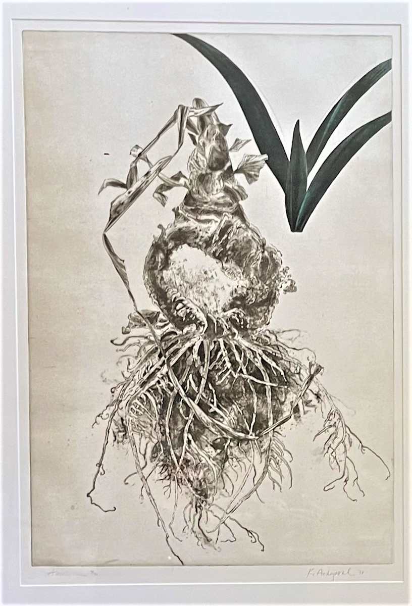 AMARYLLIS by Keith Achepohl Trust  Image: Amaryllis